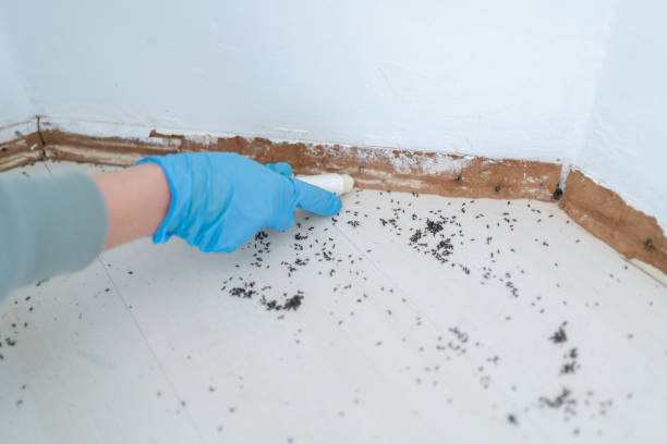 Best Flea Control Services  in , AR
